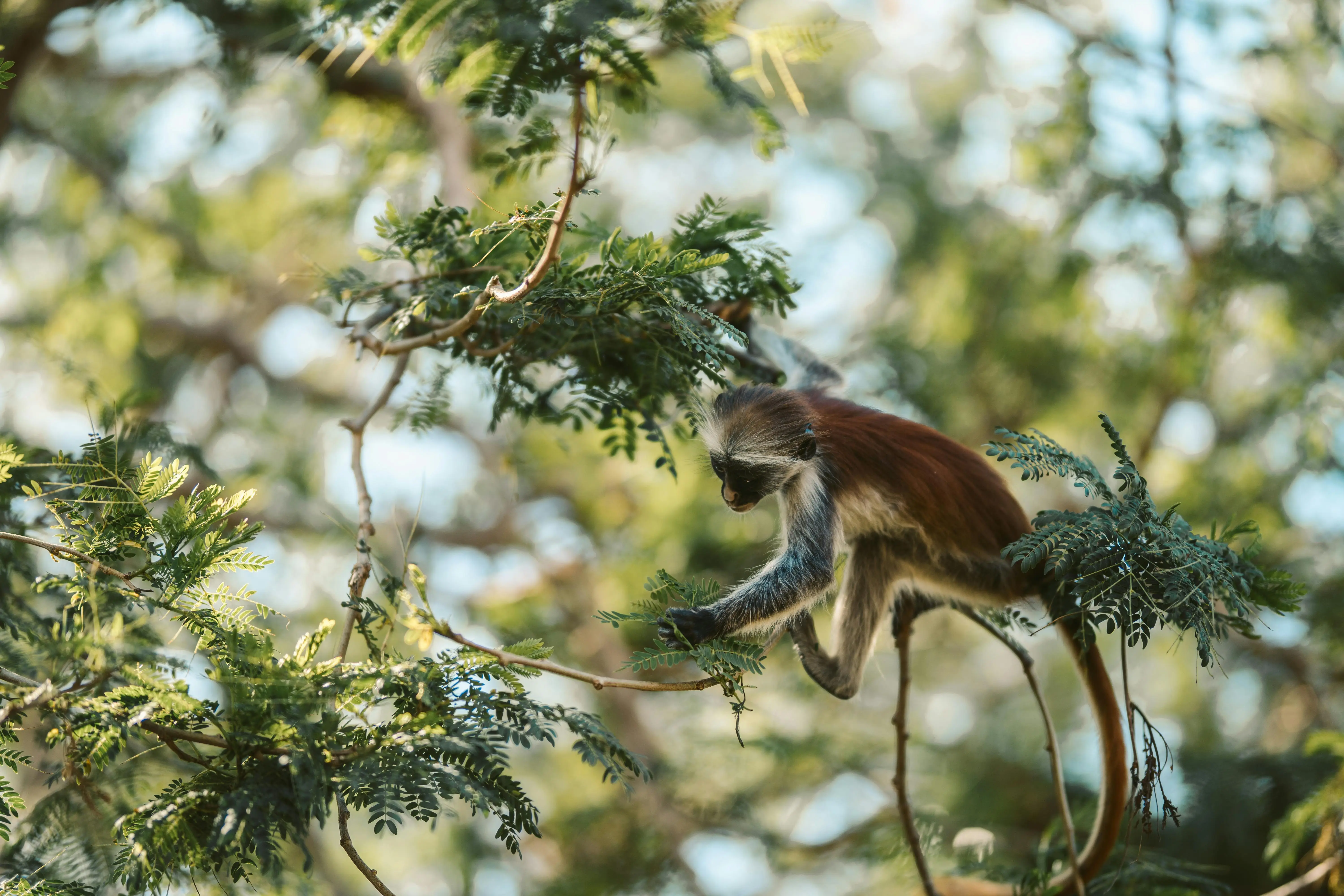 Explore Jozani Forest with Zanzibar car rental services from Kizingo Cars - Visit Red Colobus monkeys with our affordable car hire